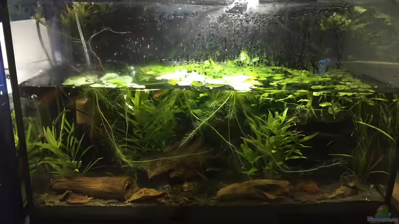 Aquarium Froschwelten von Danny (8)