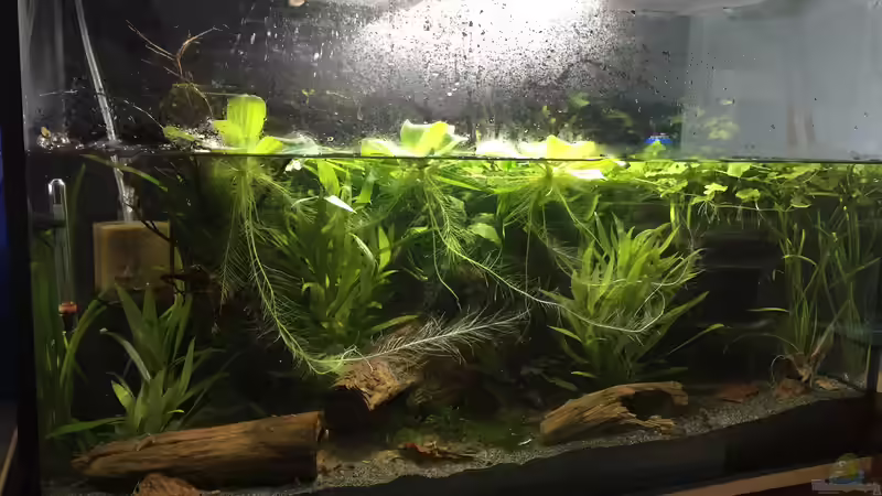 Aquarium Froschwelten von Danny (9)