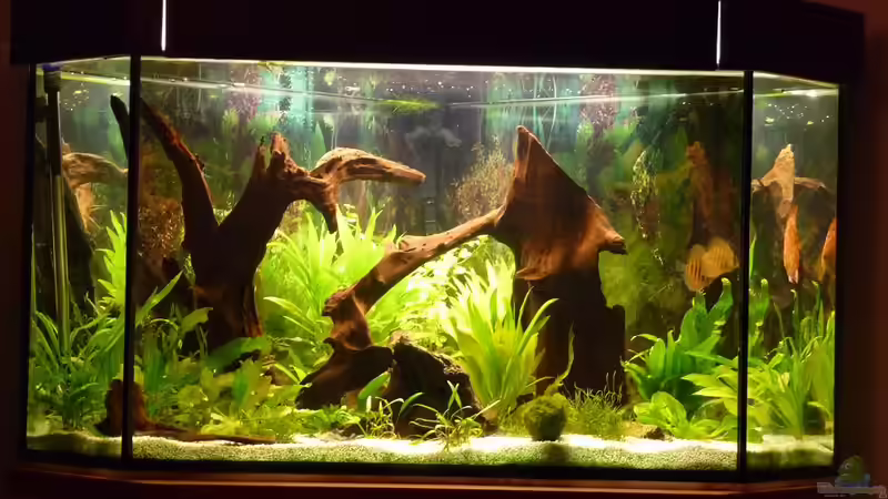 Aquarium Fünfeck-Panoramabecken von mihä (11)