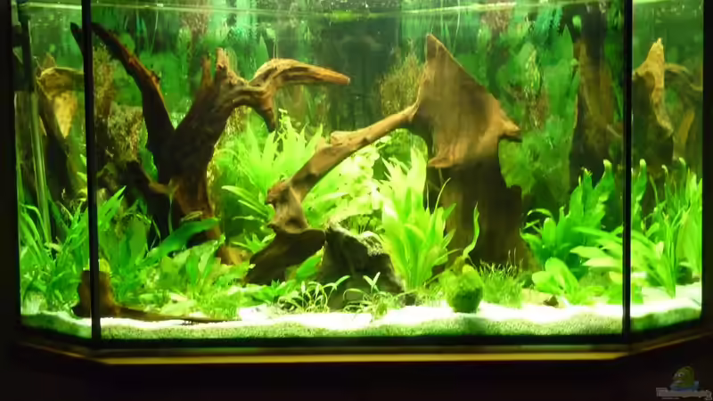 Aquarium Fünfeck-Panoramabecken von mihä (6)