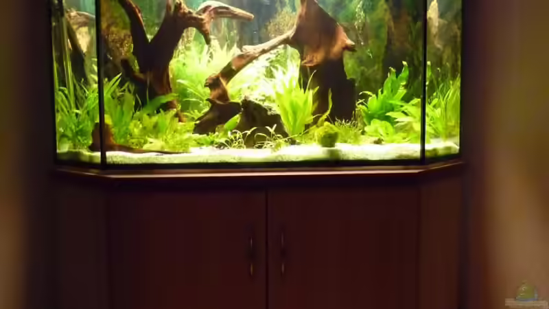 Aquarium Fünfeck-Panoramabecken von mihä (8)