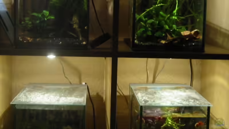 Aquarium Futterbecken von Christina Studt (7)