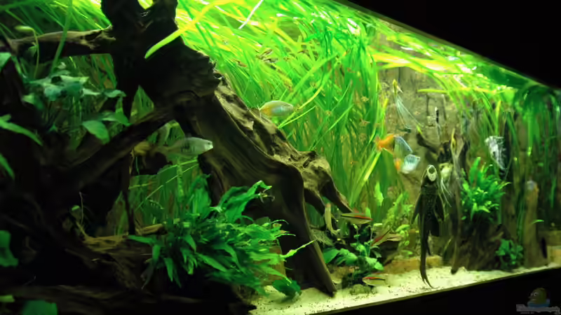 Aquarium Ganzer Stolz von Stefan Hoffmann (3)
