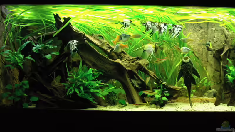 Aquarium Ganzer Stolz von Stefan Hoffmann (4)