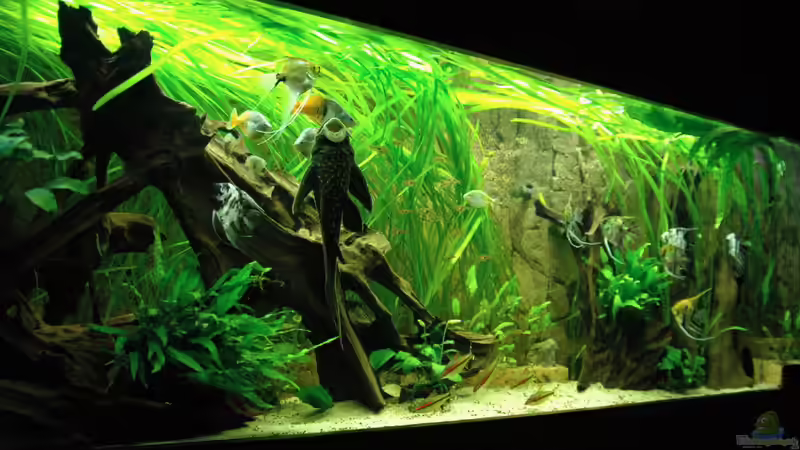 Aquarium Ganzer Stolz von Stefan Hoffmann (5)