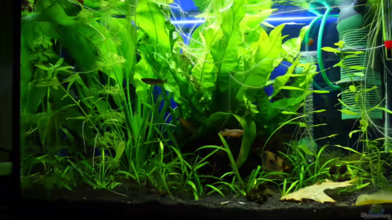 Aquarium Gardeners Paradise von Blue (2)