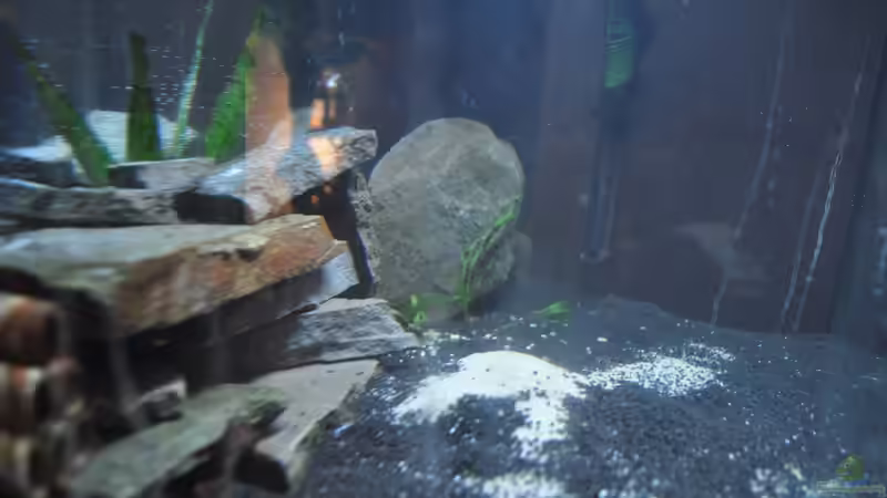 Aquarium Garnelen Becken 60 Liter von Jonathan (2)