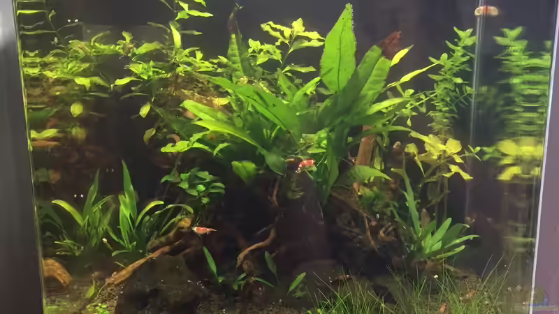 Aquarium Garnelen Cube von DL (10)