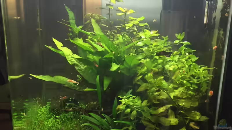 Aquarium Garnelen Cube von DL (14)