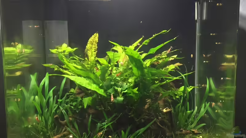 Aquarium Garnelen Cube von DL (17)