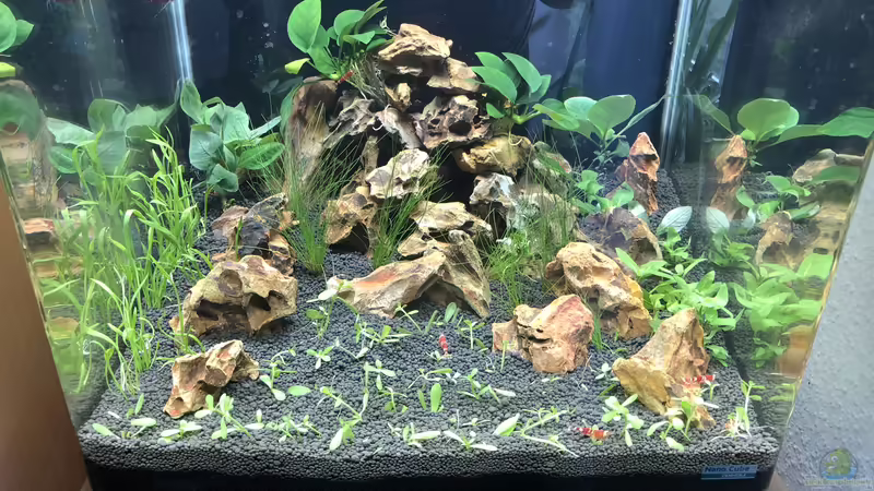 Aquarium Garnelen Cube von DL (2)