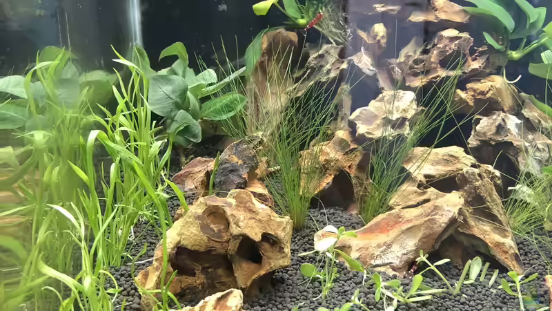 Aquarium Garnelen Cube von DL (4)