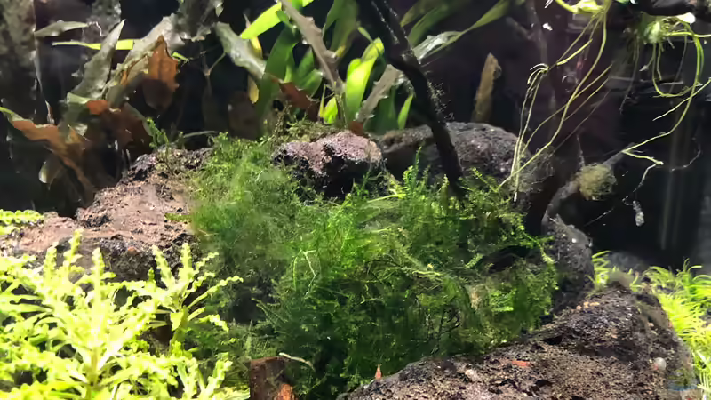 Aquarium Garnelen-Cube von TR (2)