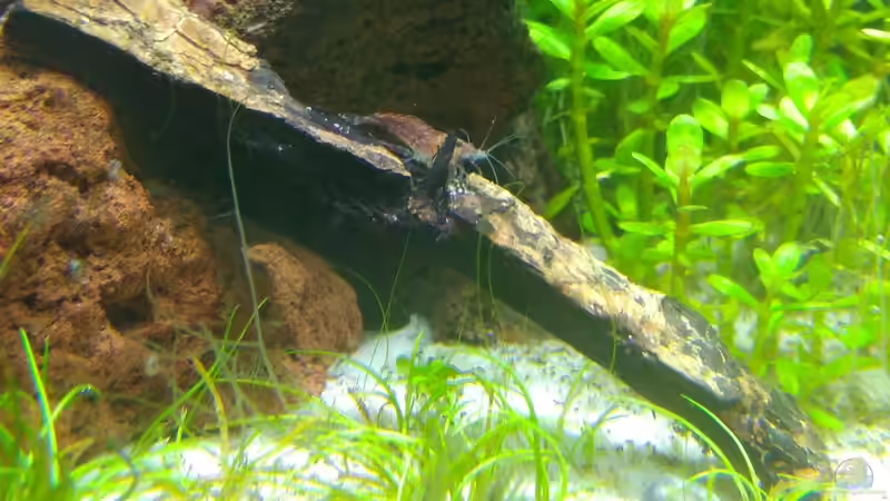 Aquarium Garnelen-Dschungel- let it grow von Shiro13 (7)