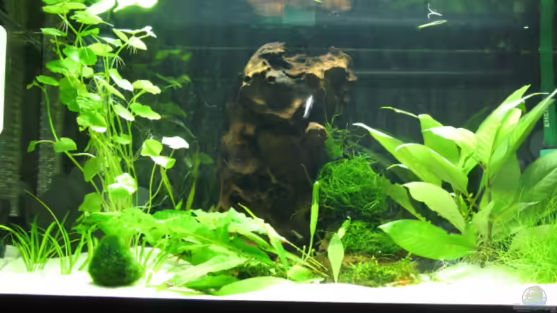 Aquarium Garnelen-Tempel by Malawifreak von Malawifreak (2)