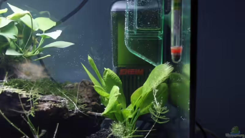 Aquarium Garnelen und Fische und Krebse von havok4615 (4)