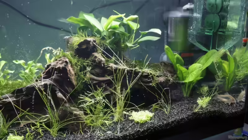 Aquarium Garnelen und Fische und Krebse von havok4615 (5)