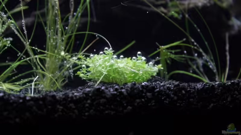 Aquarium Garnelen und Fische und Krebse von havok4615 (6)