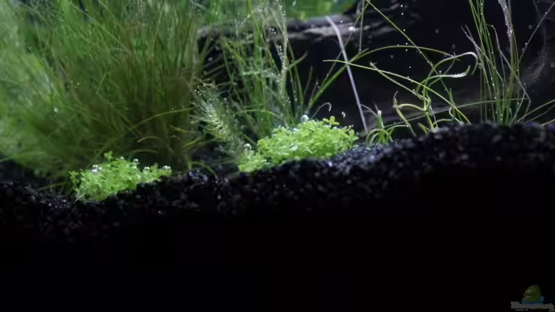 Aquarium Garnelen und Fische und Krebse von havok4615 (7)