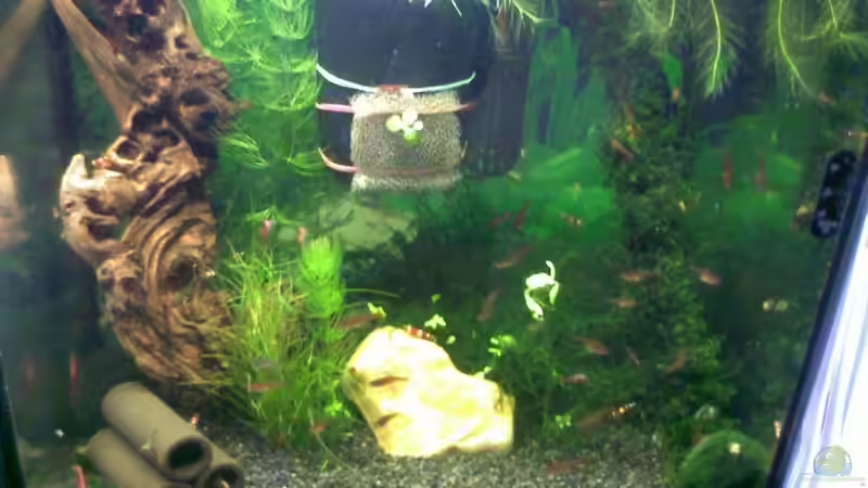 Aquarium Garnelen von Basstard (2)