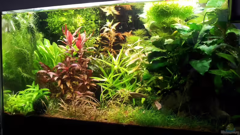 Aquarium Garnelen von Liquid (12)