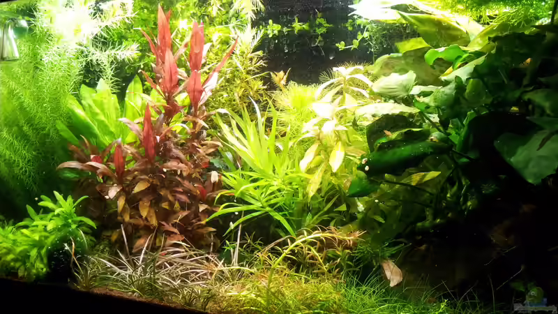 Aquarium Garnelen von Liquid (13)