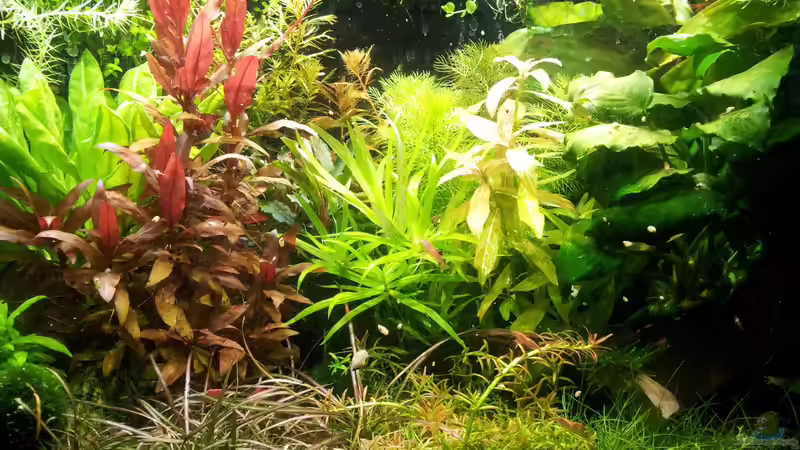 Aquarium Garnelen von Liquid (15)