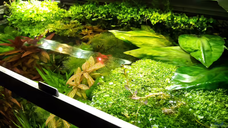 Aquarium Garnelen von Liquid (16)