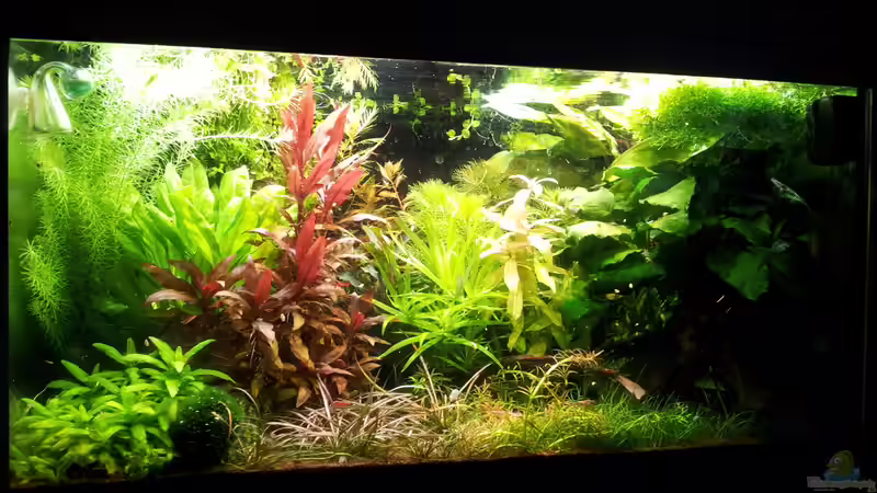 Aquarium Garnelen von Liquid (17)