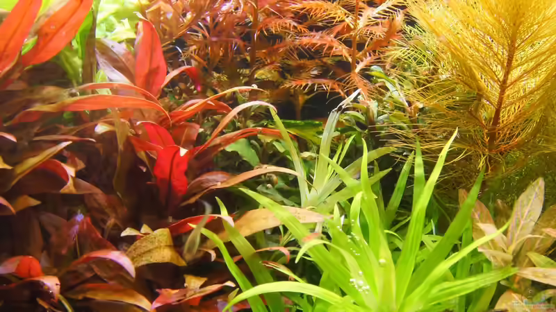 Aquarium Garnelen von Liquid (18)