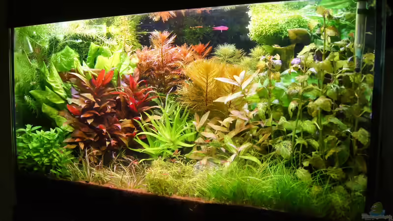 Aquarium Garnelen von Liquid (19)