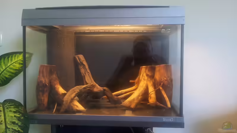 Aquarium Garnelen von Liquid (2)