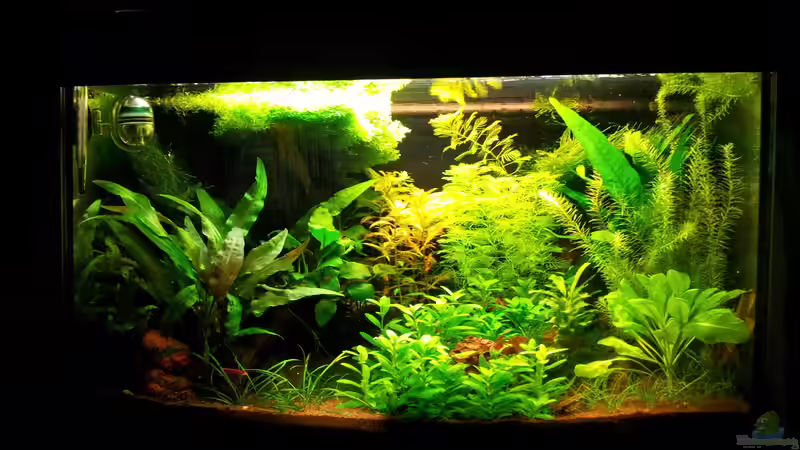 Aquarium Garnelen von Liquid (9)