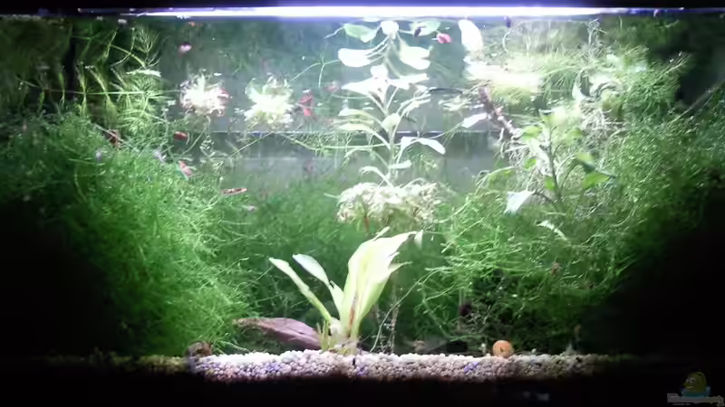 Aquarium Garnelenbecken von Inot (2)