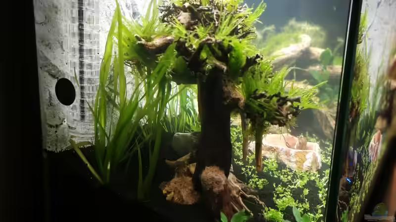 Aquarium Garnelenbecken von Sprutz1973 (3)