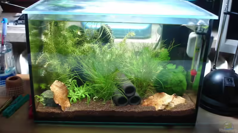 Aquarium Garnelenbecken von Timo10 (2)