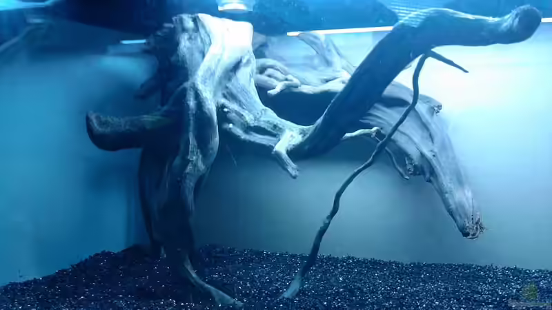 Aquarium Garneleninsel von Die Juli (4)