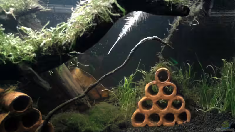 Aquarium Garneleninsel von Die Juli (8)