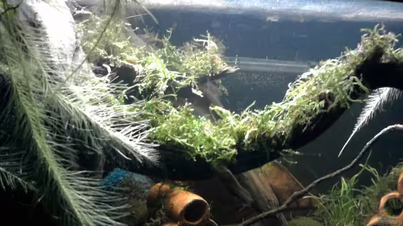 Aquarium Garneleninsel von Die Juli (9)