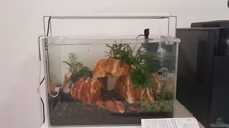 Aquarium Garnelenpfütze von Pangolyn (11)