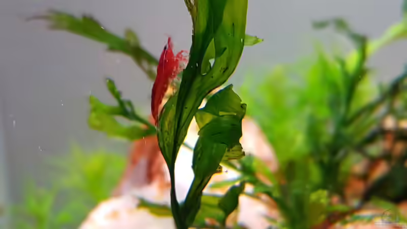 Aquarium Garnelenpfütze von Pangolyn (12)