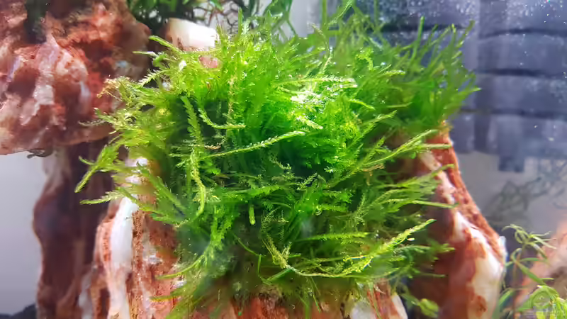 Aquarium Garnelenpfütze von Pangolyn (13)