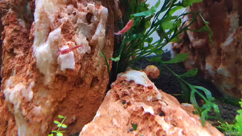 Aquarium Garnelenpfütze von Pangolyn (14)