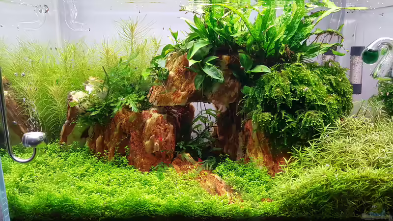 Aquarium Garnelenpfütze von Pangolyn (15)