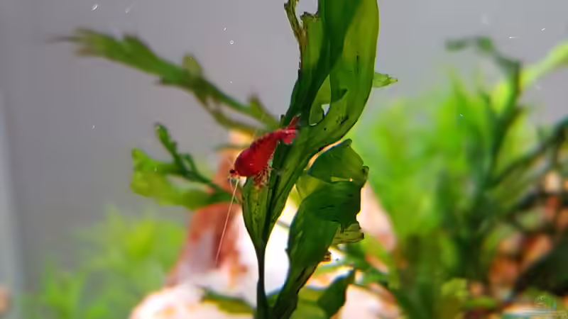 Aquarium Garnelenpfütze von Pangolyn (16)