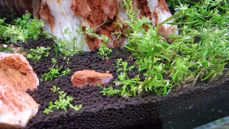 Aquarium Garnelenpfütze von Pangolyn (17)