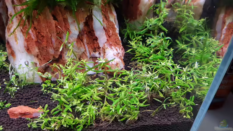 Aquarium Garnelenpfütze von Pangolyn (18)