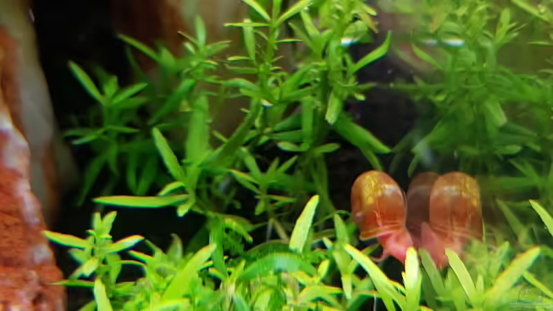 Aquarium Garnelenpfütze von Pangolyn (19)