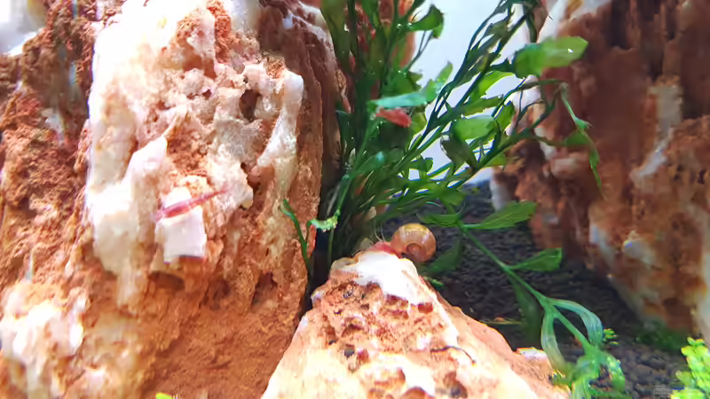 Aquarium Garnelenpfütze von Pangolyn (20)