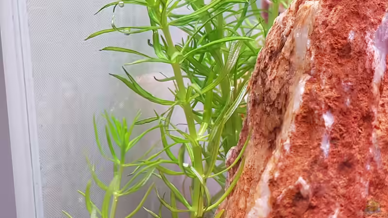 Aquarium Garnelenpfütze von Pangolyn (21)